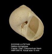 EOCENE-LUTETIAN Natica microglossa